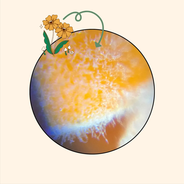 El Pequescopio™ - Un micromundo lleno de aventuras